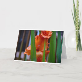 Gladioli, cartão