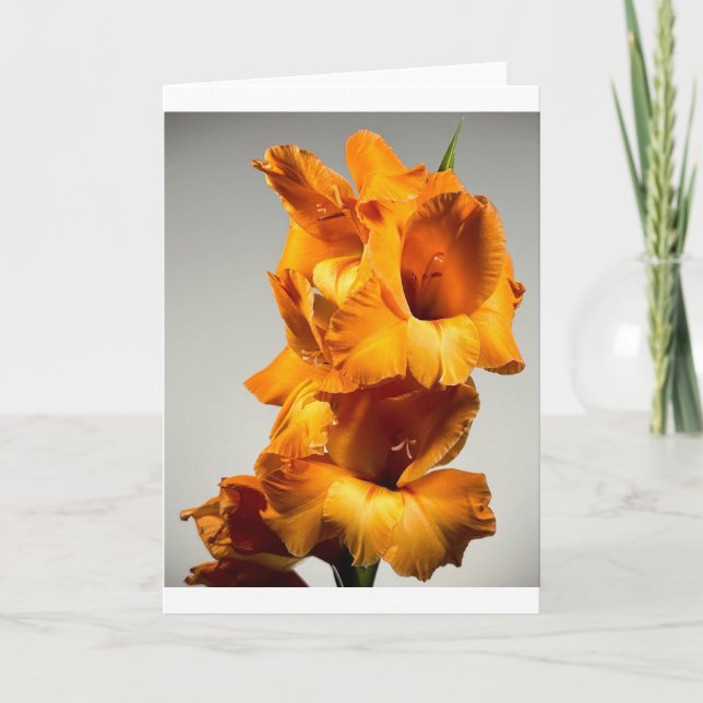 Gladíolos, Cartão (Frente)