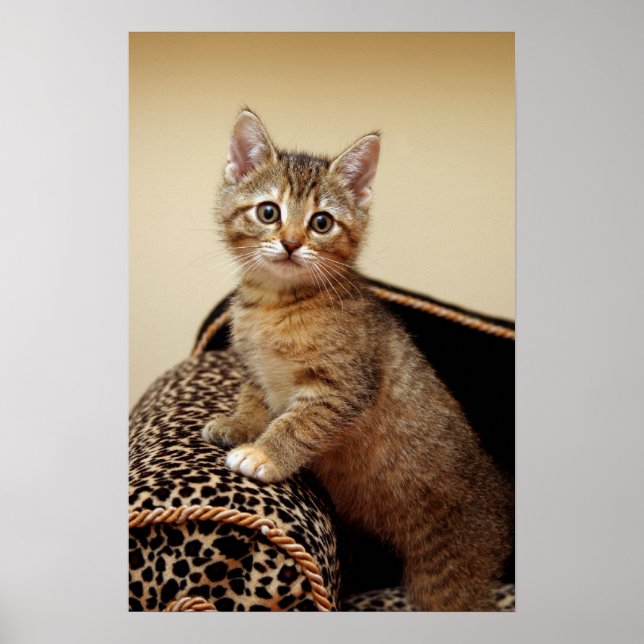 Glamor Girl Poster (Frente)