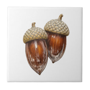 Glassy Acorns