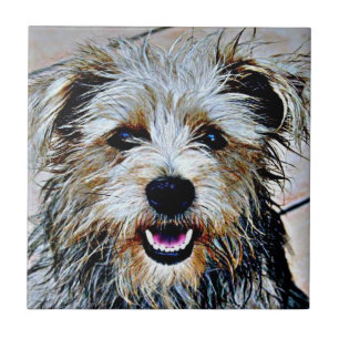 Glen de Imaal Terrier