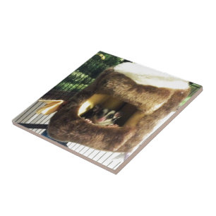 Glider de Açúcar na Cama do Caminhão de Árvore