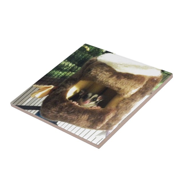 Glider de Açúcar na Cama do Caminhão de Árvore Fur (Lateral)