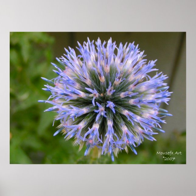 Globe Thistle Poster (Frente)