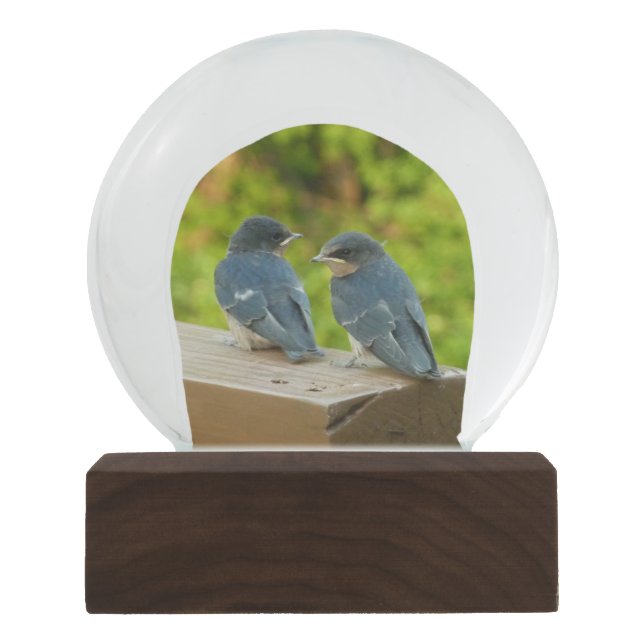 Globo De Neve Baby Barn Swallow Nature Bird Foto (Frente)