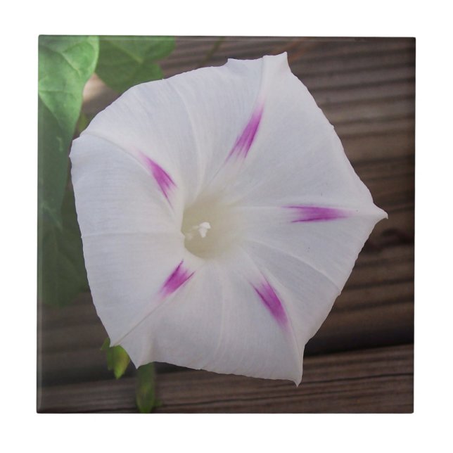 Glória da Manhã (Frente)