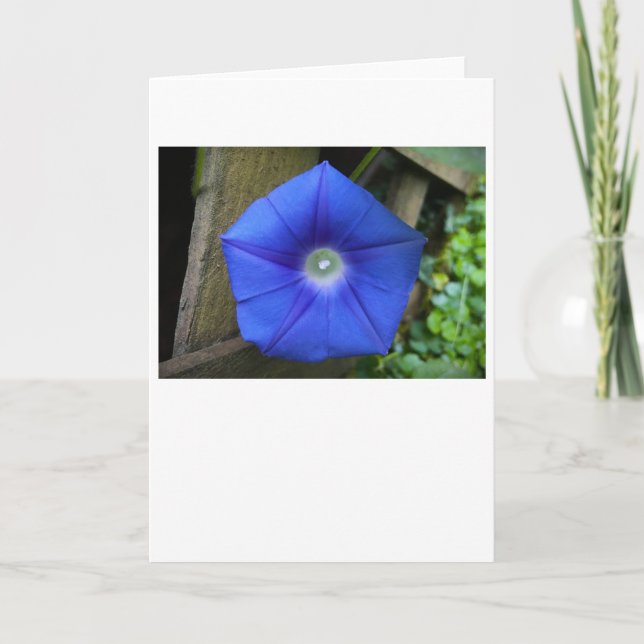 Glória da Manhã, Cartão (Frente)