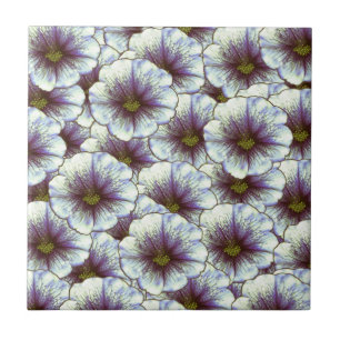 Glória da Manhã Roxo e Branco