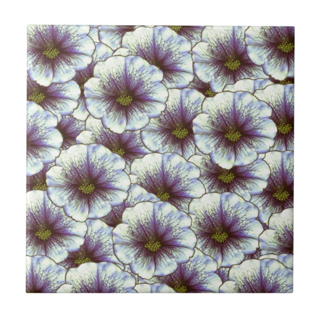 Glória da Manhã Roxo e Branco (Frente)