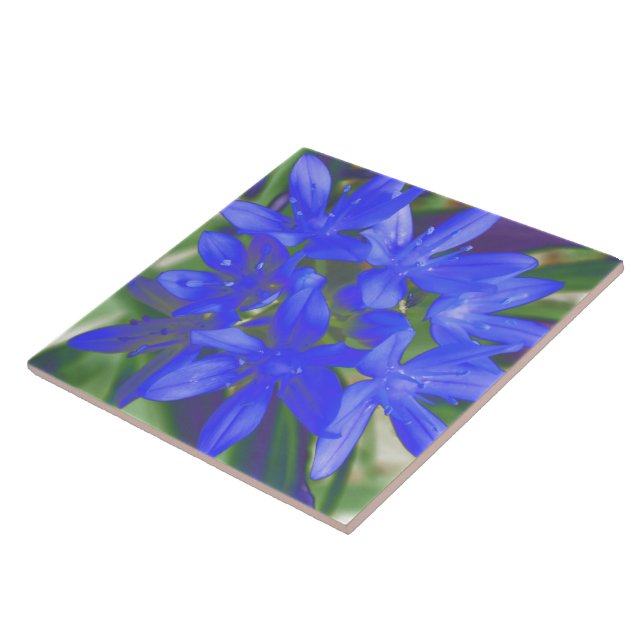 Glória do Azulejo Azul Fluorescente de Neve (Lateral)