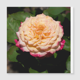 Glória Rosa