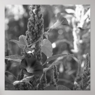 Glórias da manhã: infestantes Flores, Impressão