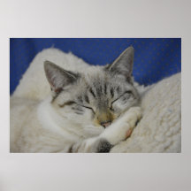 Gloss Poster do Cat Nap 7