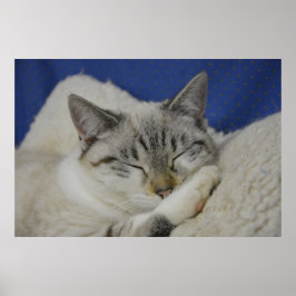 Gloss Poster do Cat Nap 7