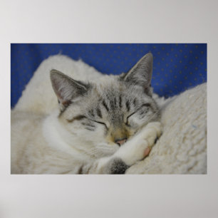 Gloss Poster do Cat Nap 7