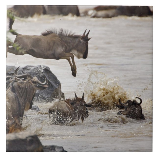 Gnu saltando para o rio Mara (Frente)
