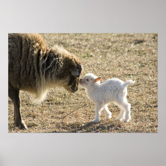 Goat e sua Impressão bebê (Frente)