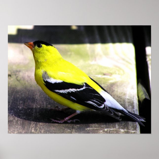 Gold Finch Poster / Print (Frente)