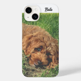 Golden Doodle Fofo