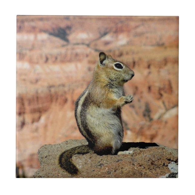 Golden Mantled Ground Squirrel (Frente)