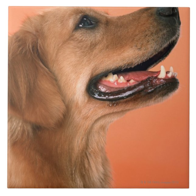Golden retriever 7 (Frente)