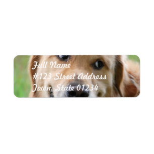 Golden retriever bonito que envia etiquetas