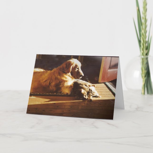 Golden retriever com cartão do gato (Frente)
