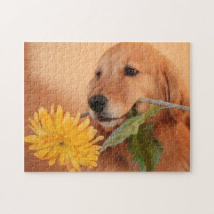 Golden retriever com quebra-cabeça de serra de