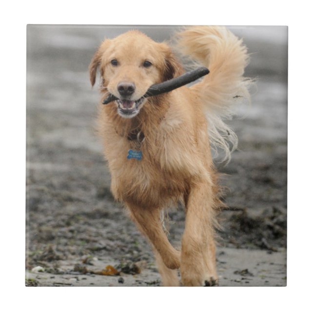 Golden Retriever Correndo Com Pau Na Boca (Frente)