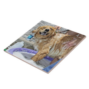 Golden retriever - de que o ponto!