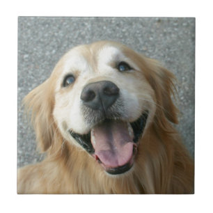Golden retriever de sorriso