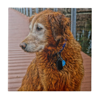 GOLDEN RETRIEVER MAIS VELHO NA DOCA