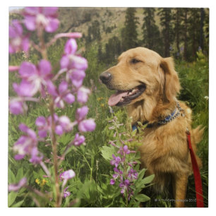 Golden retriever no campo