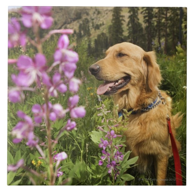 Golden retriever no campo (Frente)