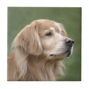 Golden retriever no close up
