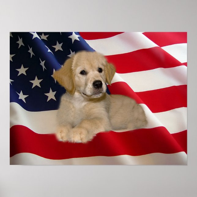 Golden Retriever Poster All American Puppy (Frente)