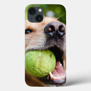 Golden Retriever With Tennis Ball