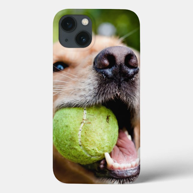 Golden Retriever With Tennis Ball (Verso)