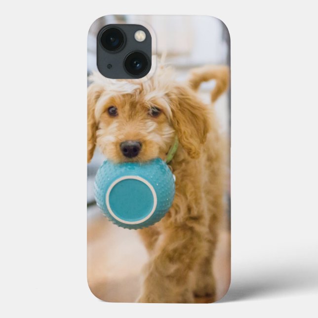 Goldendoodle Carregando Jantar Bowl (Verso)