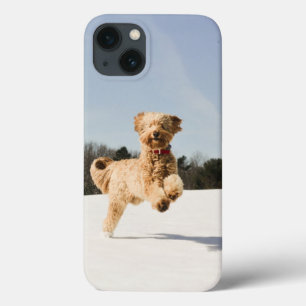Goldendoodle correndo pelo campo