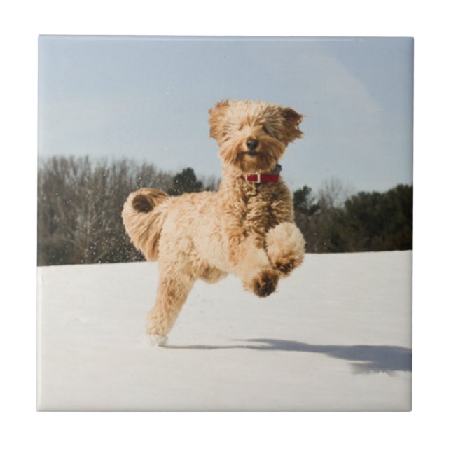 Goldendoodle correndo pelo campo (Frente)