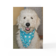 Goldendoodle no cartão azul do bandanna