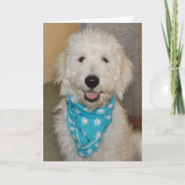 Goldendoodle no cartão azul do bandanna