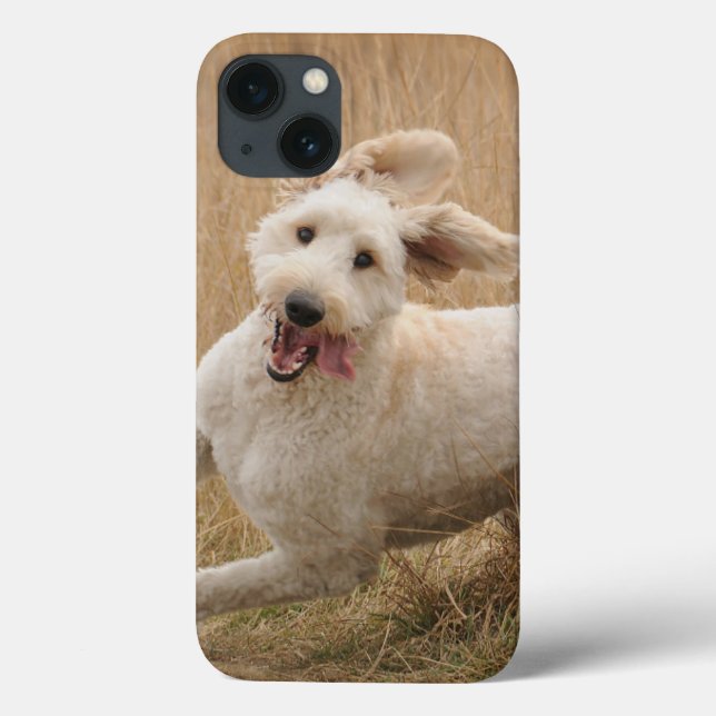 Goldendoodle Passa Pela Grama (Verso)