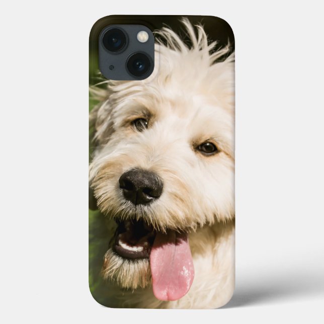 Goldendoodle Puppy (Verso)