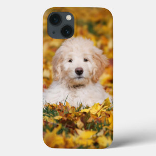 Goldendoodle Puppy In Fall Leaves