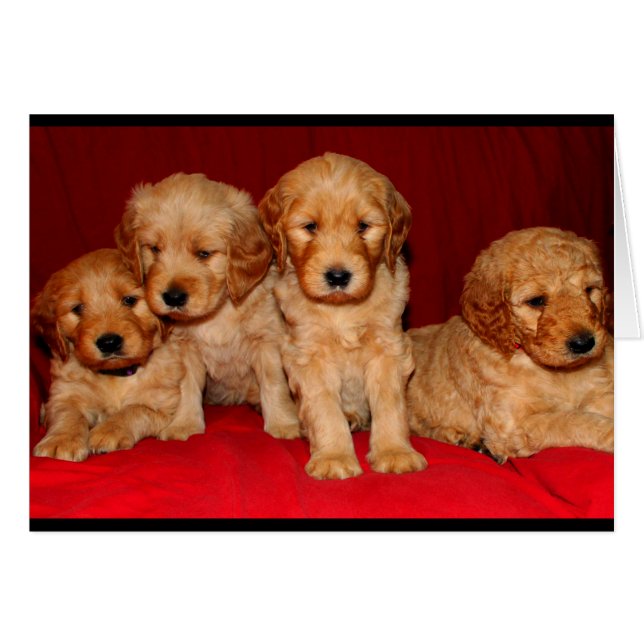 Goldendoodle Puppy Qualquer Cartão De Ocasião (Frente Horizontal)