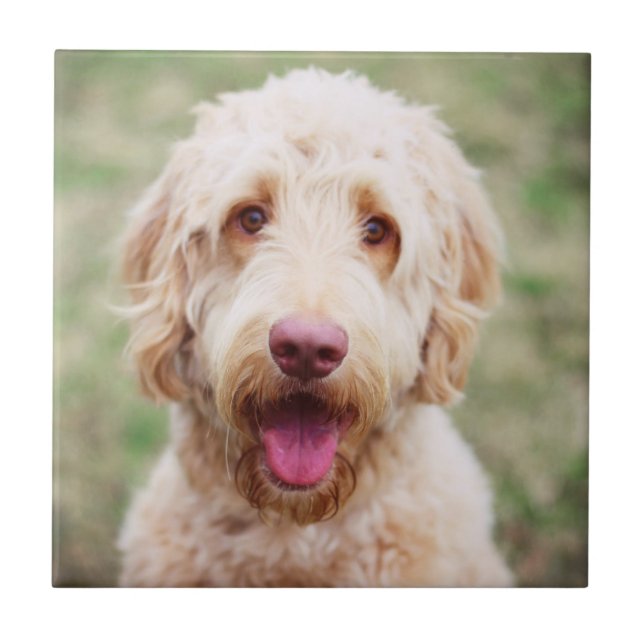 Goldendoodle sorrindo (Frente)