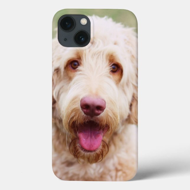 Goldendoodle sorrindo (Verso)