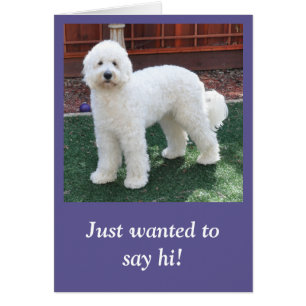 Goldendoodle todo o cartão da ocasião
